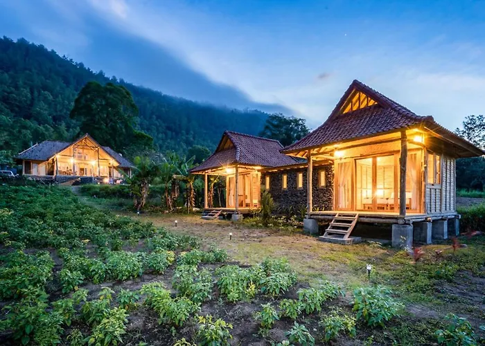 Manoka * Kintamani