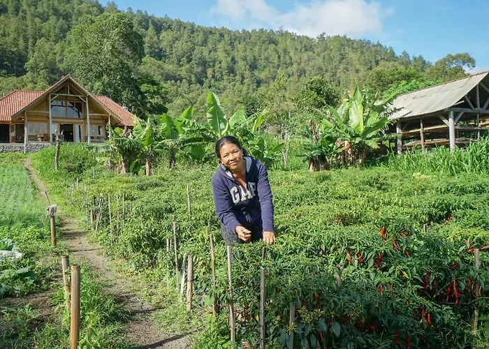 Manoka * Kintamani